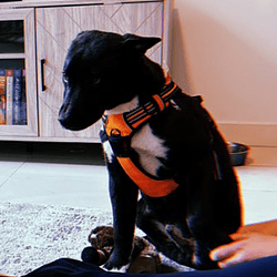 Ansems Dog