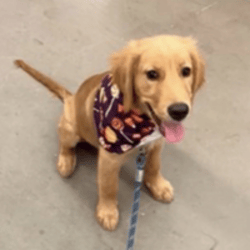 Barking Puppy
