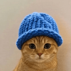 Catwifhat