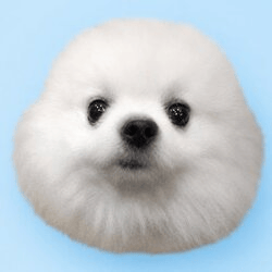 Durovs Dog