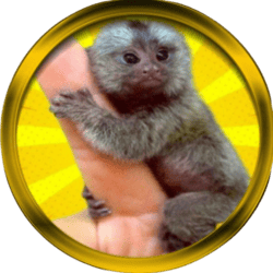 Finger Monkey