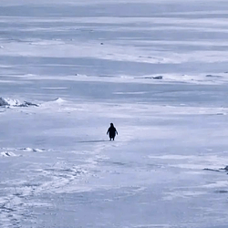 Nietzschean Penguin