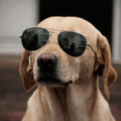 The Crypto Dog