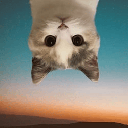 UpSide Down Cat